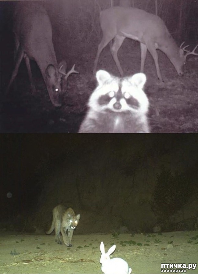 ���� 1: �����������