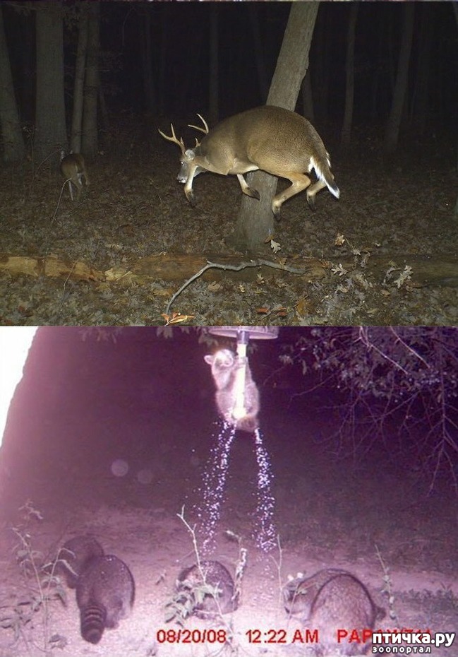 ���� 3: �����������