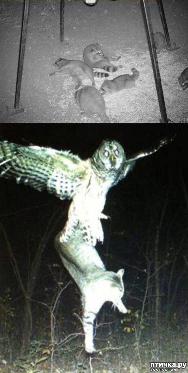 ���� 5: �����������