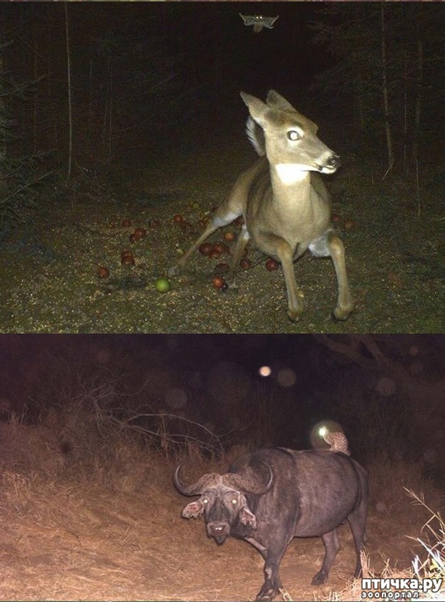 ���� 8: �����������