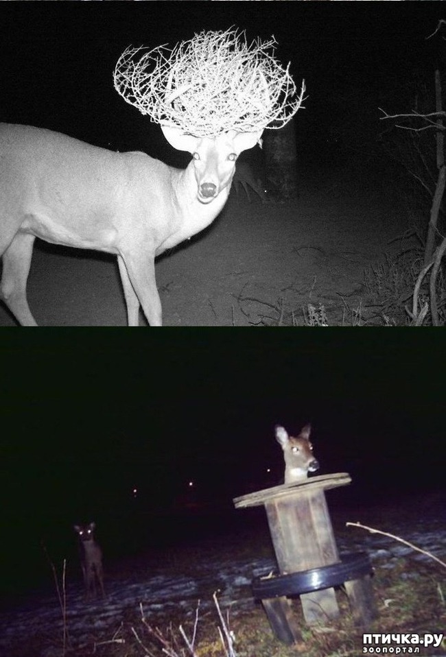 ���� 9: �����������