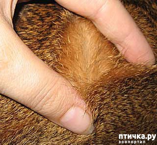 фотография 10: Абиссинская кошка фото 10: Абиссинская кошка
