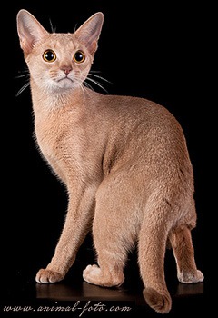 фотография 8: Абиссинская кошка фото 8: Абиссинская кошка