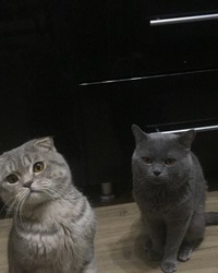 Шотландец Шаня и британец Бакс