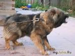 фотография: Две судьбы, или собачьи судьбы фото: Две судьбы, или собачьи судьбы