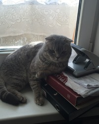 шотландец Шаня