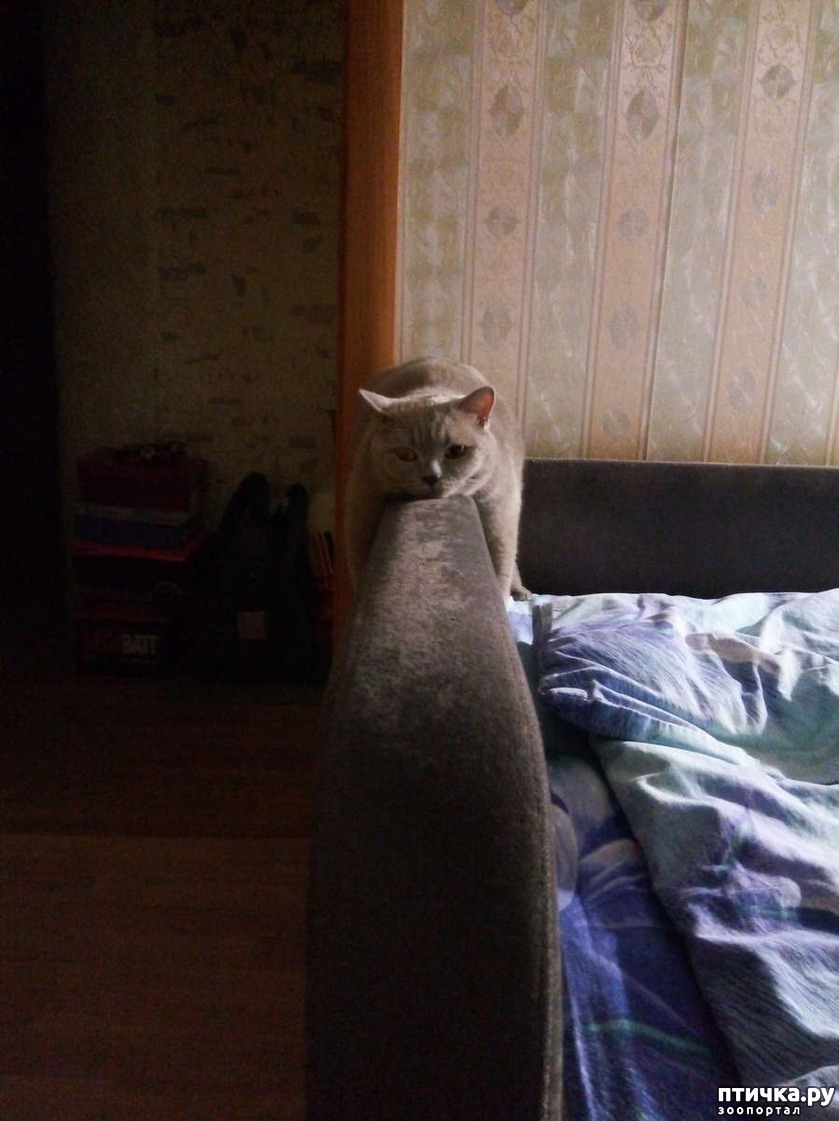 Симба