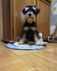 Ной цвергшнауцер