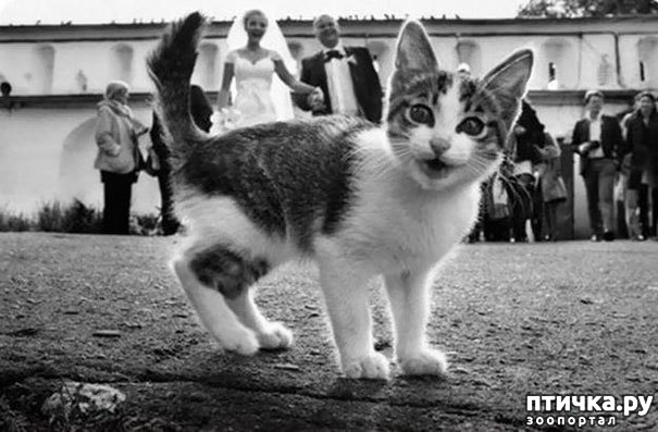 фотография 15: Кошки, которые очаровательным образом украсили чужие фотографии))) -2 фото 15: Кошки, которые очаровательным образом украсили чужие фотографии))) -2