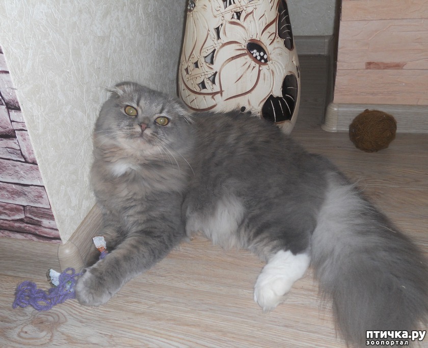 Финик (Хайленд фолд)