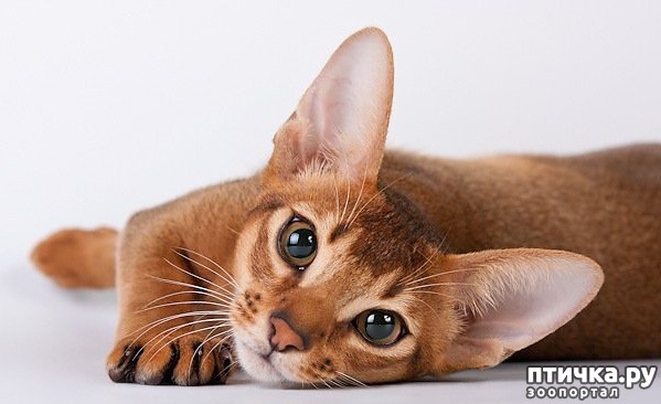 фотография 2: Абиссинская кошка фото 2: Абиссинская кошка