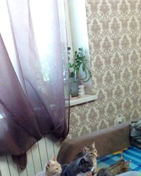 Мурзик, Проша, Ночка, Фантик, Жужа, Беляш, Мася, Козелия: беспородные и неповторимые.