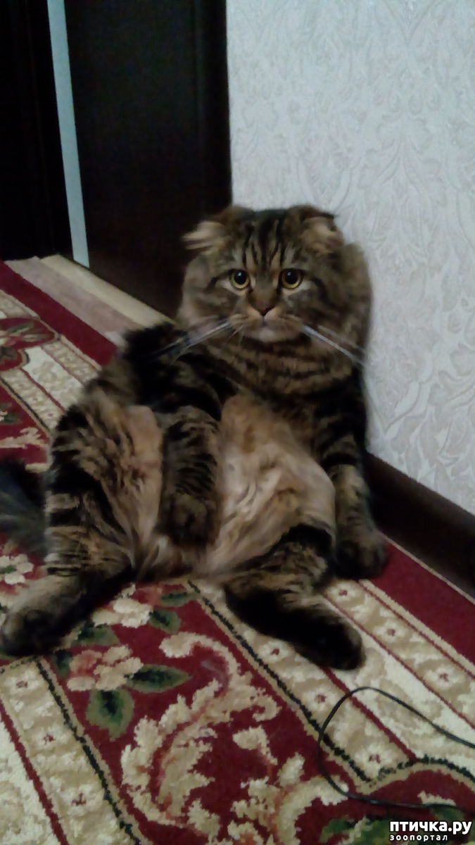 Гриша.Вислоухий шотландец