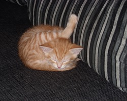 Котик Вася беспородный.