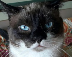 Кот Мими, смесь тайца и простой дворовой