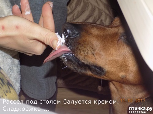 фотография 12: Немного расскажу о Расселе, здоровеньком и жизнерадостном. фото 12: Немного расскажу о Расселе, здоровеньком и жизнерадостном.