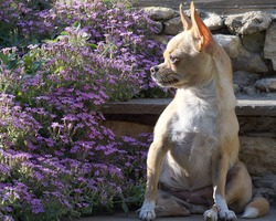 Лиза, чихуахуа