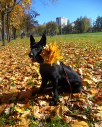 Джесси (немка)