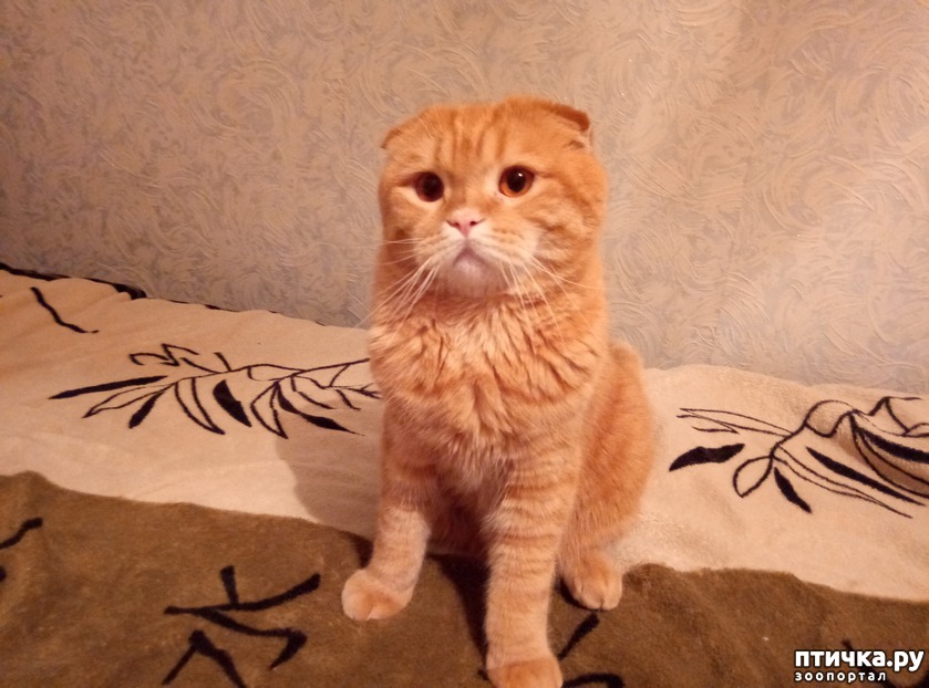 Мартин, шотландская вислоухая