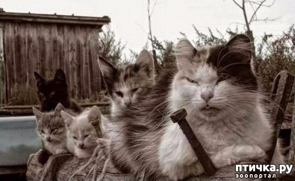 фотография 7: Реальные коты: смешные фотографии дворовых кошачьих банд фото 7: Реальные коты: смешные фотографии дворовых кошачьих банд