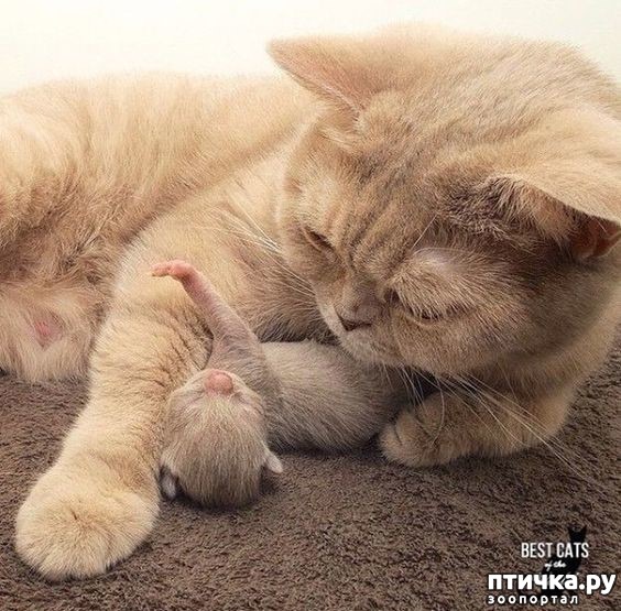 фотография 3: Кото-мамочки фото 3: Кото-мамочки