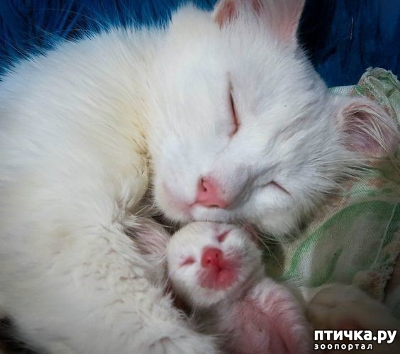фотография 6: Кото-мамочки фото 6: Кото-мамочки