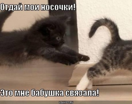 фотография 2: А вы не забыли про пятничную котоматрицу??? фото 2: А вы не забыли про пятничную котоматрицу???
