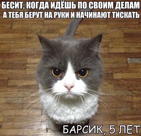 фотография 6: А вы не забыли про пятничную котоматрицу??? фото 6: А вы не забыли про пятничную котоматрицу???