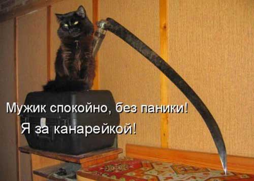 фотография 7: А вы не забыли про пятничную котоматрицу??? фото 7: А вы не забыли про пятничную котоматрицу???
