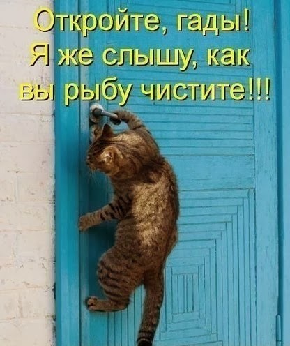 фотография 9: А вы не забыли про пятничную котоматрицу??? фото 9: А вы не забыли про пятничную котоматрицу???