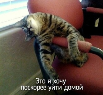 фотография 10: А вы не забыли про пятничную котоматрицу??? фото 10: А вы не забыли про пятничную котоматрицу???