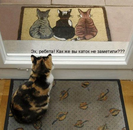 фотография 14: А вы не забыли про пятничную котоматрицу??? фото 14: А вы не забыли про пятничную котоматрицу???