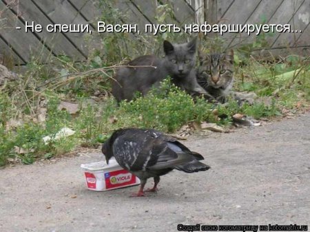 фотография 15: А вы не забыли про пятничную котоматрицу??? фото 15: А вы не забыли про пятничную котоматрицу???