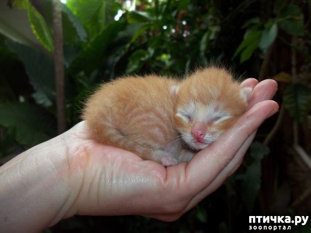 фотография 21: 30 ладошек милоты фото 21: 30 ладошек милоты
