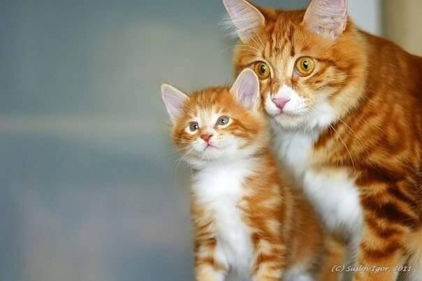 фотография 6: Котоматрица поздравляет всех мамочек с праздником!!! И немного юмора в тему!!! фото 6: Котоматрица поздравляет всех мамочек с праздником!!! И немного юмора в тему!!!