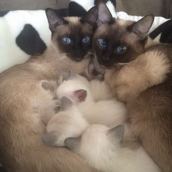 фотография 7: Котоматрица поздравляет всех мамочек с праздником!!! И немного юмора в тему!!! фото 7: Котоматрица поздравляет всех мамочек с праздником!!! И немного юмора в тему!!!