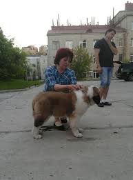 фотография 2: Ученые рассказали, каким образом собака продлевает жизнь хозяину фото 2: Ученые рассказали, каким образом собака продлевает жизнь хозяину