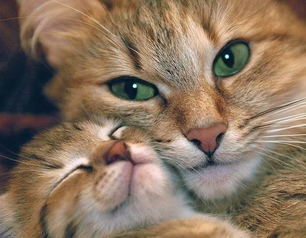 фотография 14: Котоматрица поздравляет всех мамочек с праздником!!! И немного юмора в тему!!! фото 14: Котоматрица поздравляет всех мамочек с праздником!!! И немного юмора в тему!!!