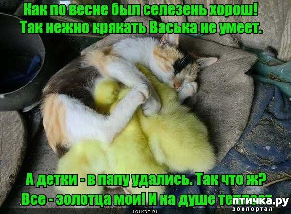 фотография 15: Котоматрица поздравляет всех мамочек с праздником!!! И немного юмора в тему!!! фото 15: Котоматрица поздравляет всех мамочек с праздником!!! И немного юмора в тему!!!