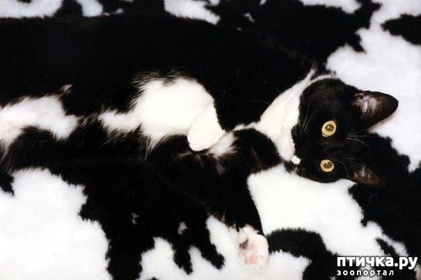 фотография 4: Эти коты - настоящие мастера камуфляжа! фото 4: Эти коты - настоящие мастера камуфляжа!