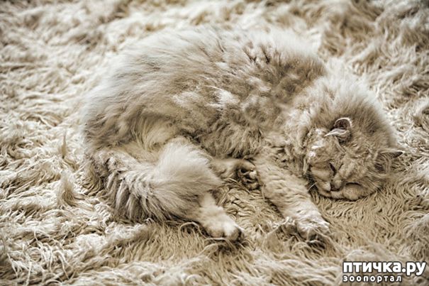 фотография 5: Эти коты - настоящие мастера камуфляжа! фото 5: Эти коты - настоящие мастера камуфляжа!