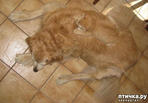 фотография 6: Эти коты - настоящие мастера камуфляжа! фото 6: Эти коты - настоящие мастера камуфляжа!