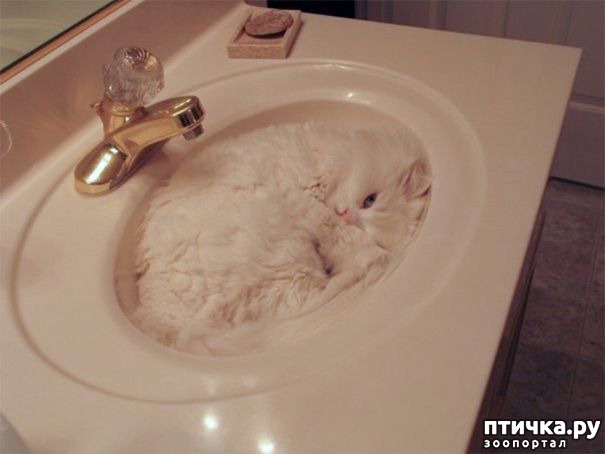 фотография 7: Эти коты - настоящие мастера камуфляжа! фото 7: Эти коты - настоящие мастера камуфляжа!