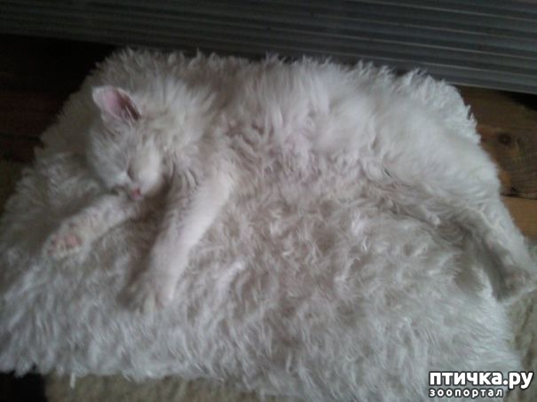 фотография 10: Эти коты - настоящие мастера камуфляжа! фото 10: Эти коты - настоящие мастера камуфляжа!