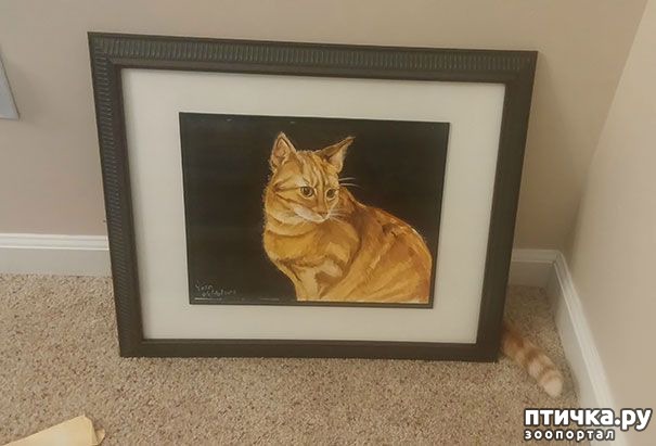 фотография 12: Эти коты - настоящие мастера камуфляжа! фото 12: Эти коты - настоящие мастера камуфляжа!