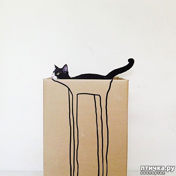 фотография 13: Эти коты - настоящие мастера камуфляжа! фото 13: Эти коты - настоящие мастера камуфляжа!