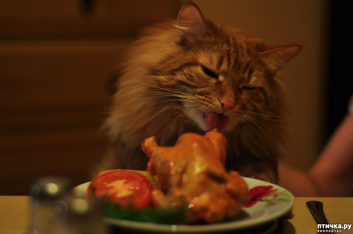 Кошкам можно куриную печень. Кот ест сердечко. Кот жрет сердце. Кот ест сердце куриное.