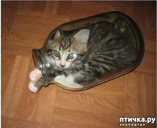 ���� 1: �������� �� ����