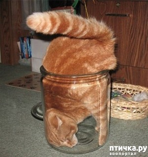 ����: �������� �� ����