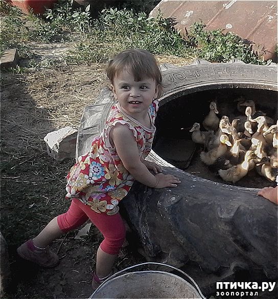 фотография 1: Как хорошо в деревне!!! фото 1: Как хорошо в деревне!!!